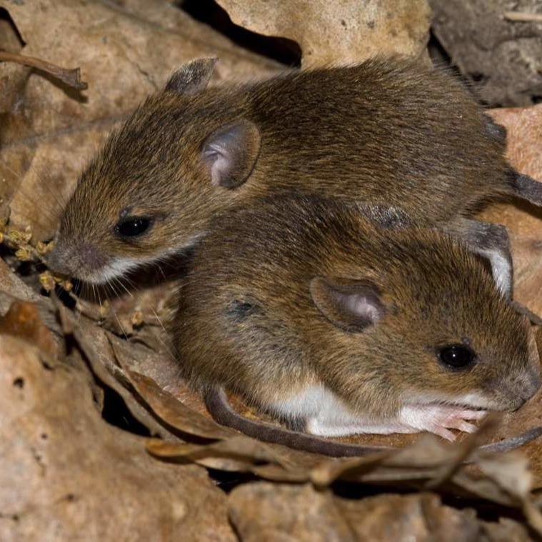 Уничтожения мышей в частном доме в Днепродзержинске?